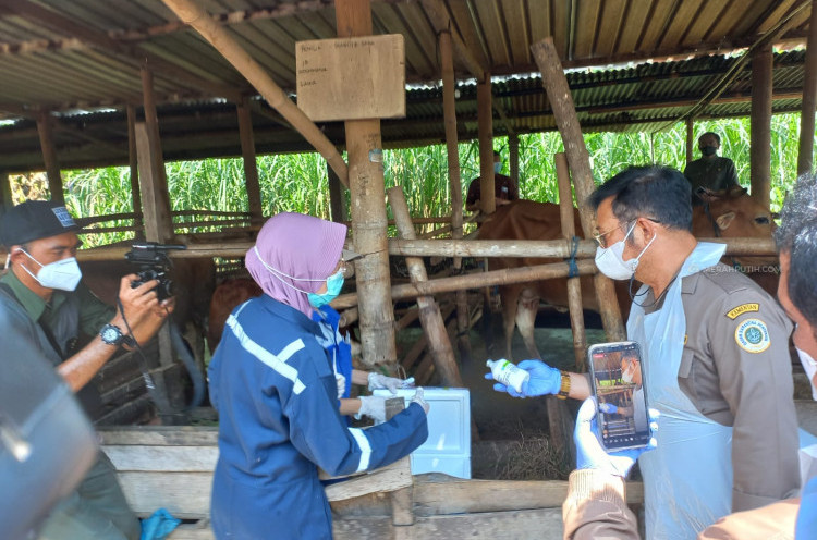 Mentan Syahrul Pantau Langsung Vaksinasi Puluhan Ekor Sapi di Sukoharjo