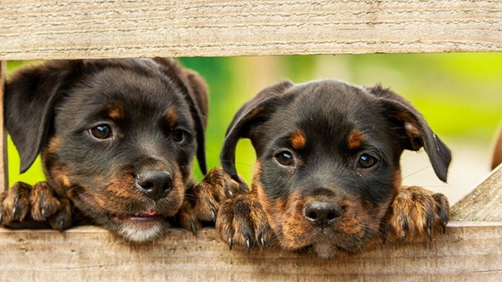 Anjing Selalu Ada dalam Kehidupan Manusia