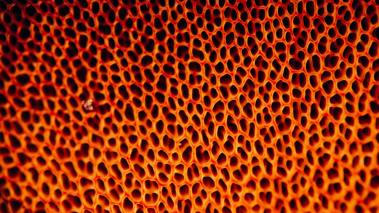 Penyebab dan Cara Mengatasi Trypophobia, Ketidaknyamanan terhadap Pola Lubang Kecil
