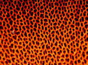 Penyebab dan Cara Mengatasi Trypophobia, Ketidaknyamanan terhadap Pola Lubang Kecil