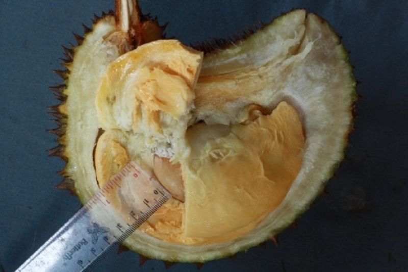 Durian Tembaga Super Klamunod Resmi Diakui Buah Endemik Khas Bangka Barat