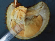 Durian Tembaga Super Klamunod Resmi Diakui Buah Endemik Khas Bangka Barat