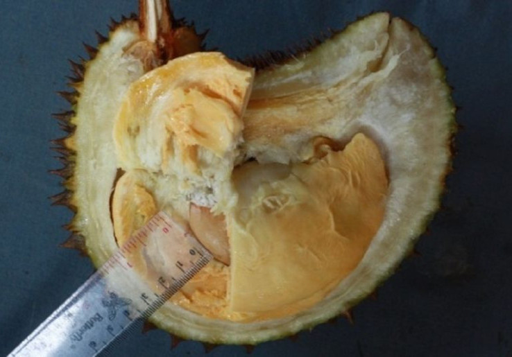 Durian Tembaga Super Klamunod Resmi Diakui Buah Endemik Khas Bangka Barat