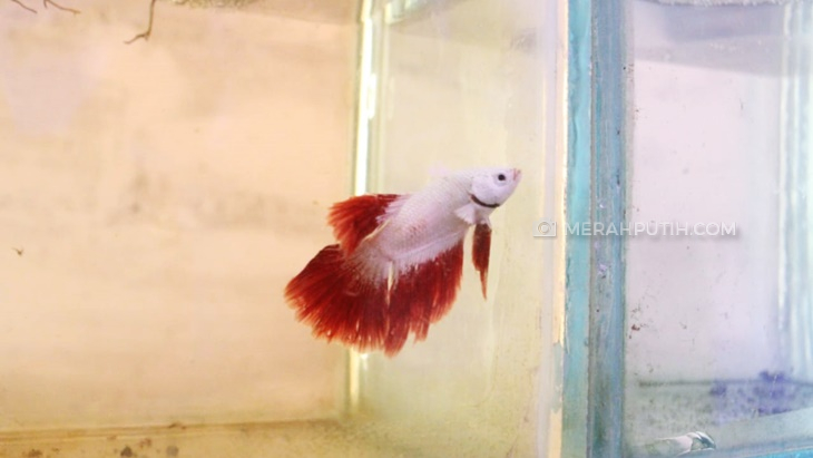 'Berburu' Ikan Cupang Blue Rim, Avatar dan Red Golden di Lafa Betta Tangerang
