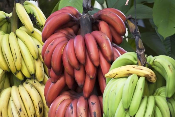 pisang merah