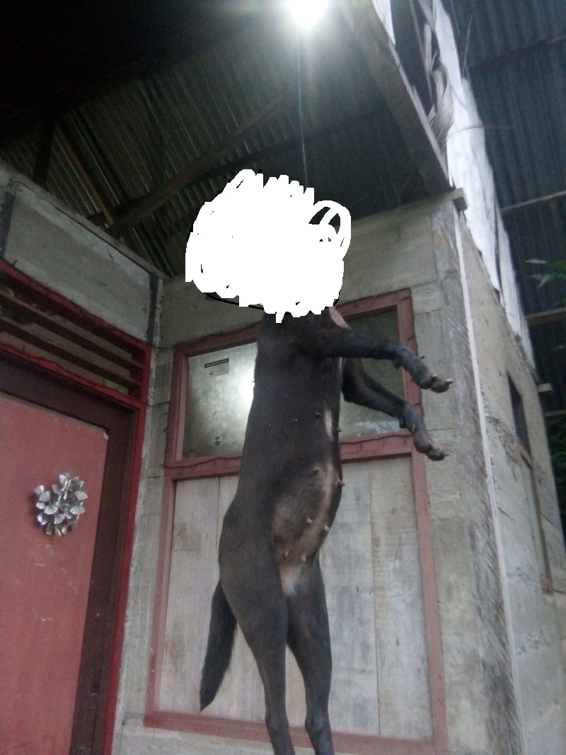 Anjing mati digantung. (Foto: Animal Defenders Indonesia)