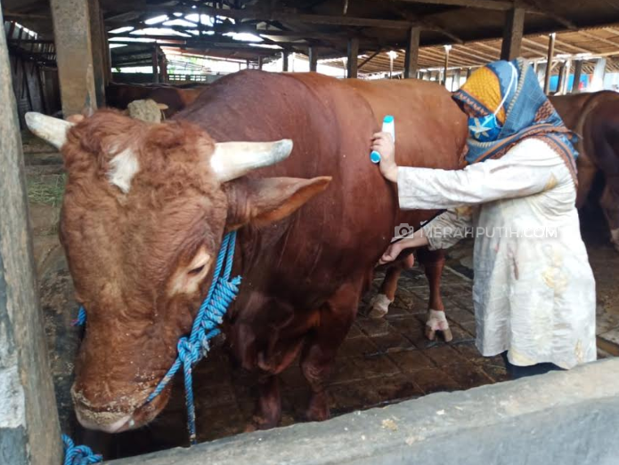 Pandemi COVID-19, Sapi Limosin 1,03 Ton Milik Jokowi Diperiksa Suhu Badannya