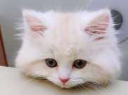 Dinilai Menyiksa Kucing, Pria Ini Jadi Viral dan Dikecam Jutaan Warganet