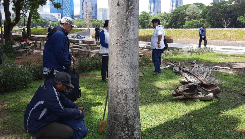 Sampel Pohon Bekas Tebangan Revitalisasi Monas Diambil, Buat Apa?