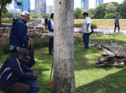 Sampel Pohon Bekas Tebangan Revitalisasi Monas Diambil, Buat Apa?