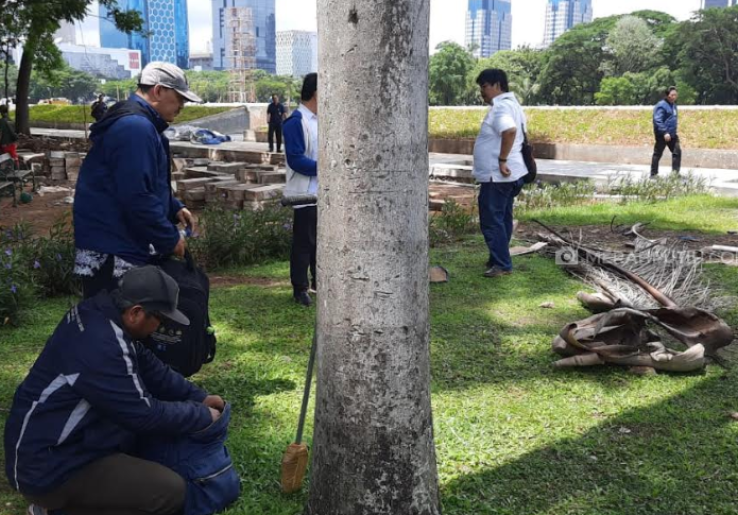 Sampel Pohon Bekas Tebangan Revitalisasi Monas Diambil, Buat Apa?