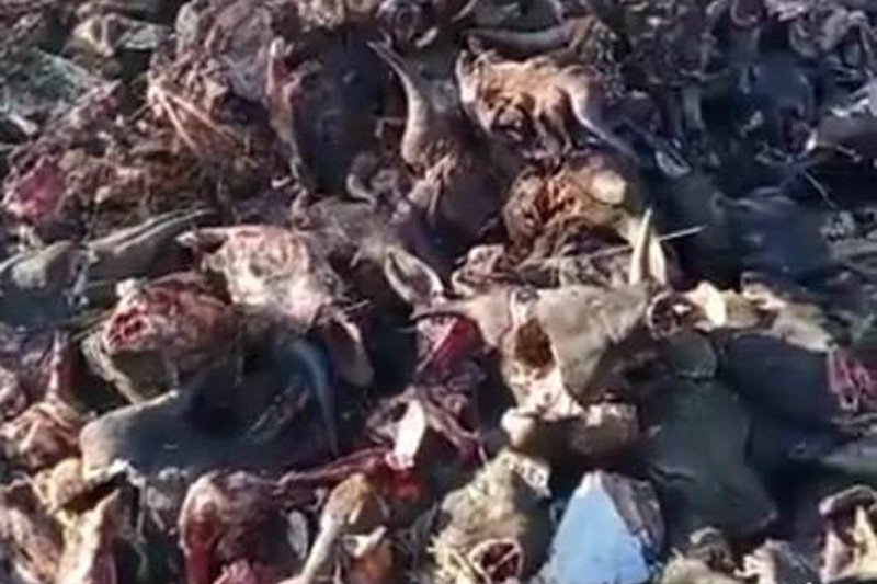 Misteri Ratusan Kepala Sapi Terpenggal di Jalur 40 Kupang Terjawab