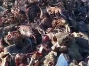 Misteri Ratusan Kepala Sapi Terpenggal di Jalur 40 Kupang Terjawab