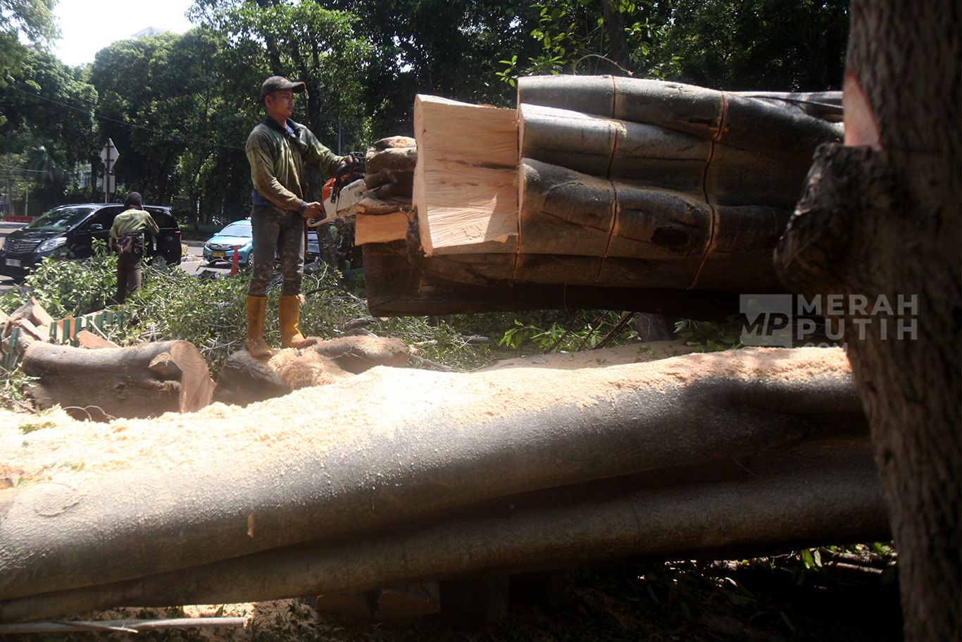 Petugas dari Suku Dinas Pertamanan dan Kehutanan saat melakukan penebangan pohon Beringin Raksasa yang tumbang pasca hujan deras kemarin sore di Jalan Darmawangsa Raya, Kebayoran Baru, Jakarta Selatan, Jum'at (31/10/2025).