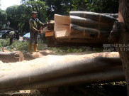 Berisiko Tumbang hingga Mengakibatkan Korban, Pemprov DKI Pangkas 62.161 Pohon di Jakarta