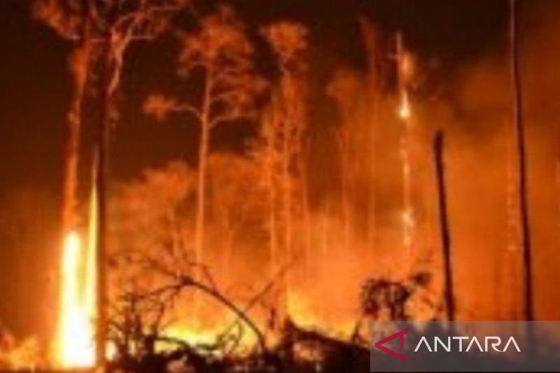 Ribuan Orang Dievakuasi Akibat Kebakaran Hutan