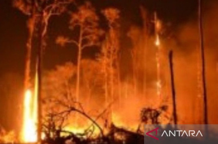 Ribuan Orang Dievakuasi Akibat Kebakaran Hutan