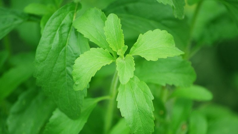 Bukan Cuma Pemanis Alami, Stevia Punya Khasiat sebagai Imunomodulator