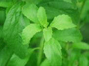 Bukan Cuma Pemanis Alami, Stevia Punya Khasiat sebagai Imunomodulator