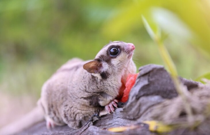 sugar glider