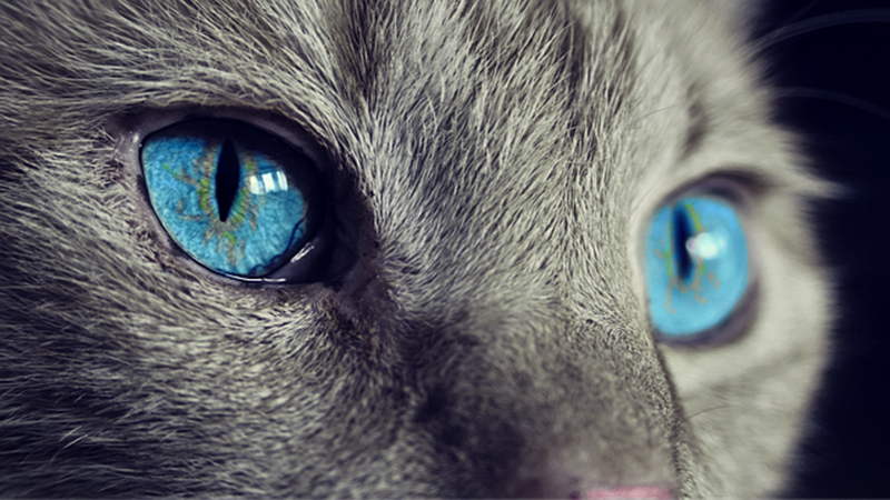 4 Hal Ini Perlu Kamu Siapkan Sebelum Berniat Memelihara Kucing