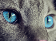 4 Hal Ini Perlu Kamu Siapkan Sebelum Berniat Memelihara Kucing