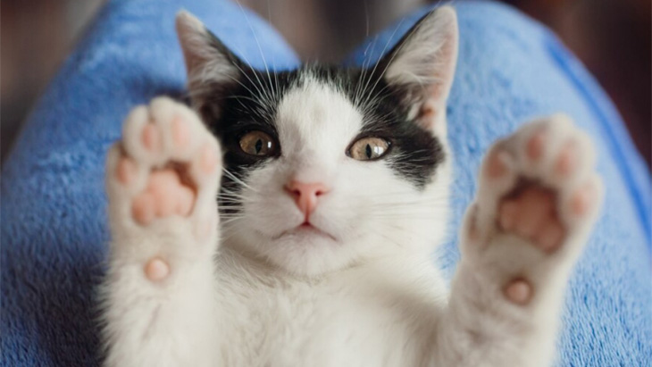 Kucing Punya 276 Ekspresi Wajah Berbeda