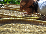 Pontianak Segera Miliki Penguji Citarasa Kopi Kelas Dunia 