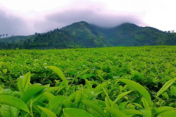 Kebun Teh