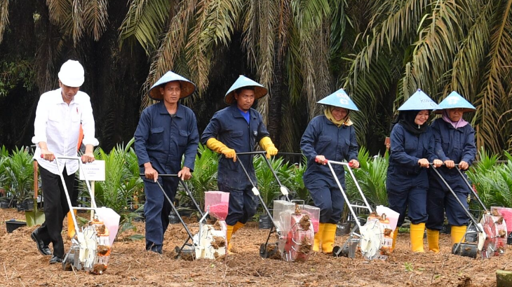 Presiden Jokowi didampingi Mentan saat meninjau kebun sawit rakyat di Musi Banyuasin, Sumsel, Jumat (13/10). (Biro Pers Setpres)