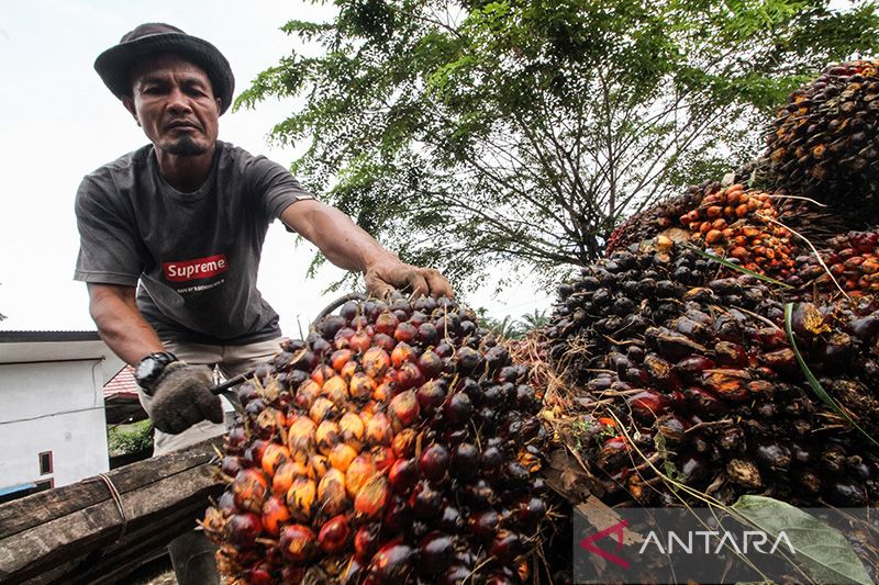 Pengusaha Sawit Tidak Takut Larangan Uni Eropa