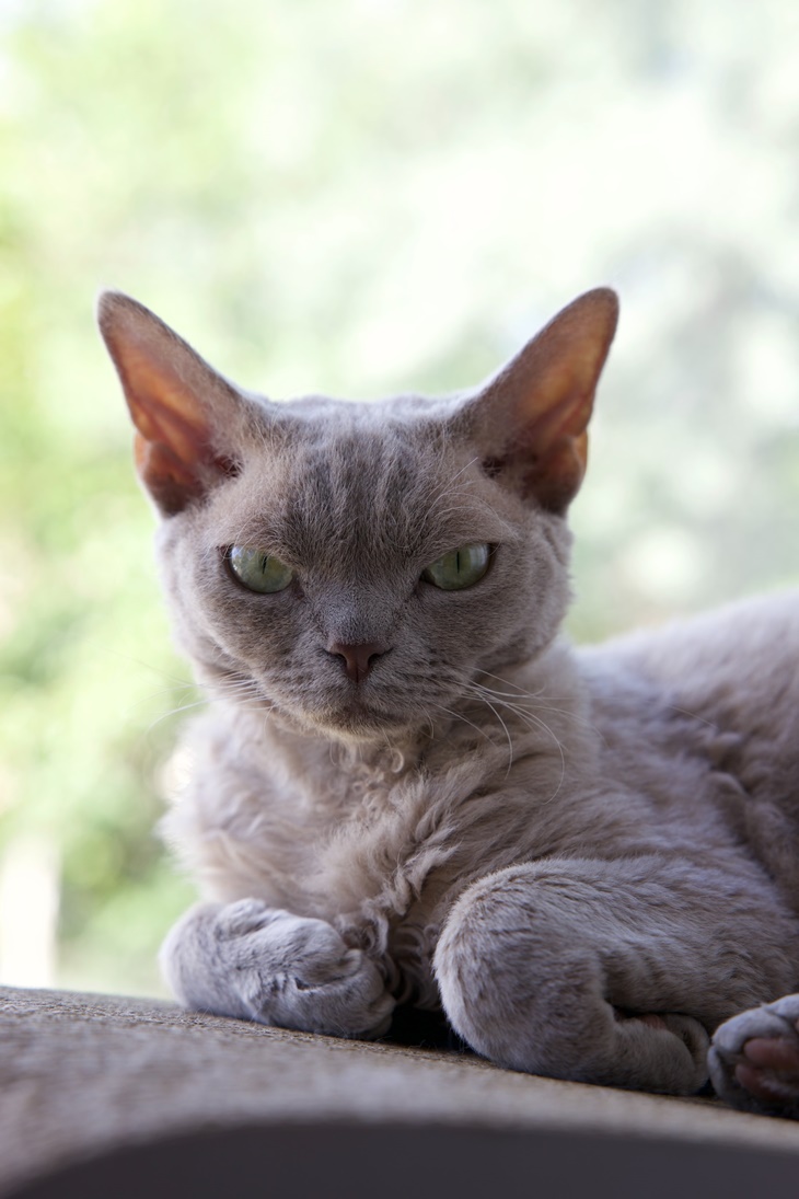 Devon Rex