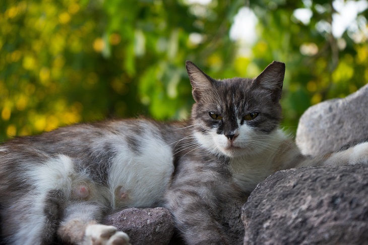 memandikan kucing