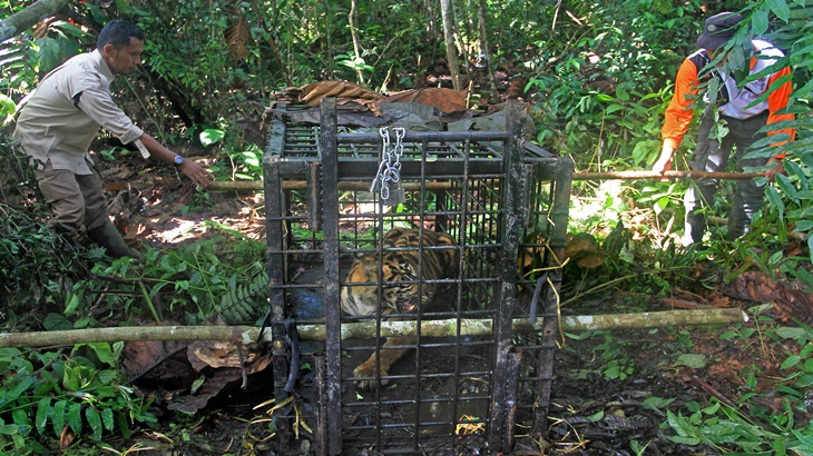 Bonita Ditangkap, Tim Terpadu Harimau Sumatera Tetap Dipertahankan