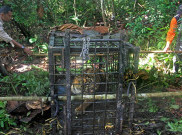 Bonita Ditangkap, Tim Terpadu Harimau Sumatera Tetap Dipertahankan