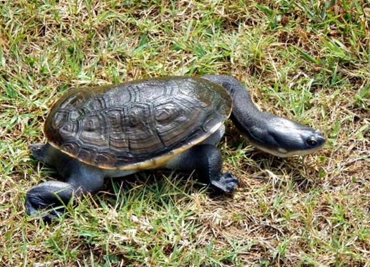 (Trivia 2) Kura-kura berleher ular ditemukan di dataran Pulau Rote Chelodina mccordi, Indonesia bagian Timur (Foto zoo safari USA)