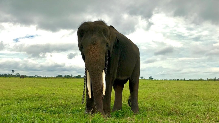 Gajah Sumatera di Taman Nasional Way Kambas. (Foto: instagram.com/tommydmt)