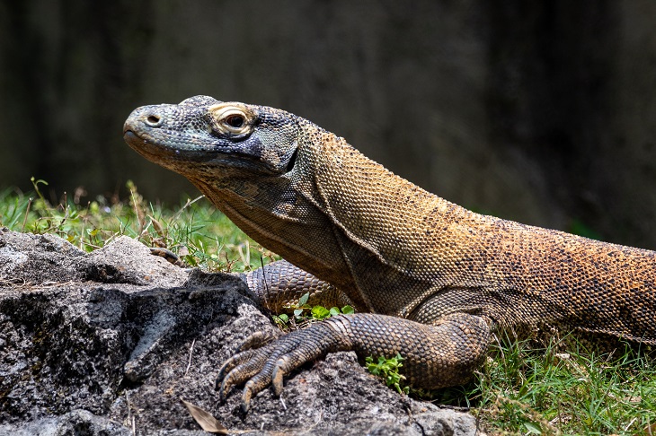 desa komodo