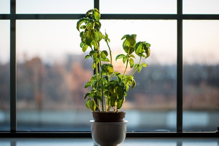 basil