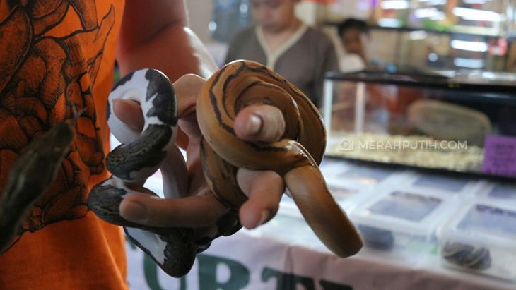 Hiii Serem... Ribuan Ular Penuhi Mal BG Junction Surabaya