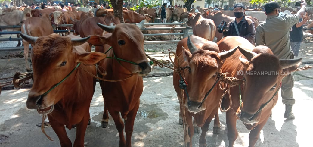 Penyembelihan Hewan Kurban di Jakarta Dinamis, Boleh Hanya di Zona Hijau