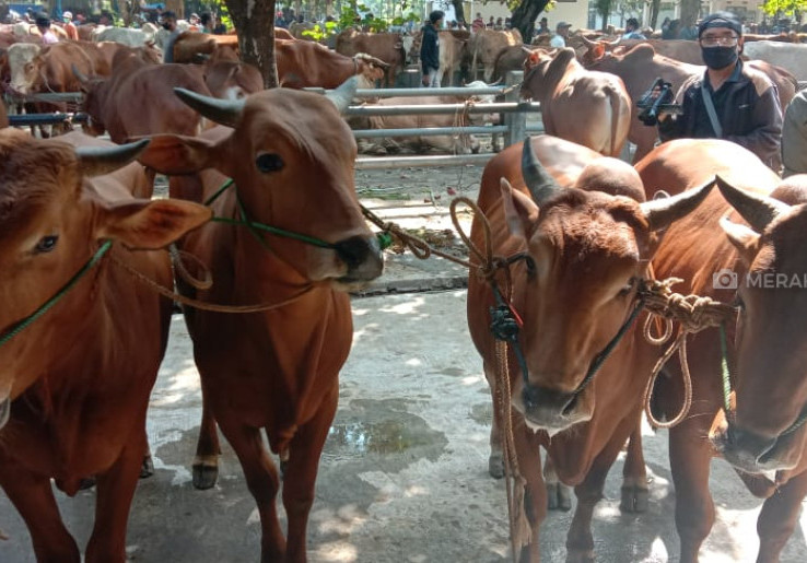 Penyembelihan Hewan Kurban di Jakarta Dinamis, Boleh Hanya di Zona Hijau