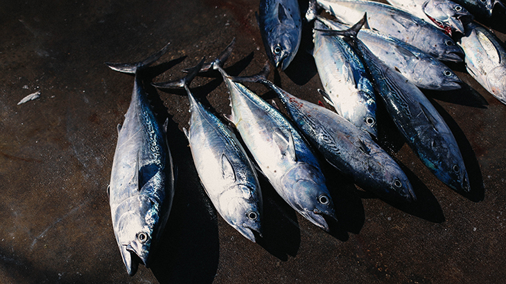 Ikan kembung