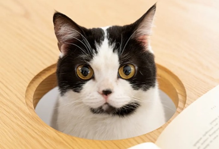 kucing
