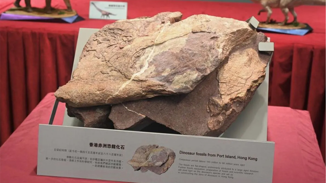 Pertama Kali, Fosil Dinosaurus Ditemukan di Hong Kong
