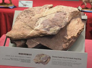 Pertama Kali, Fosil Dinosaurus Ditemukan di Hong Kong