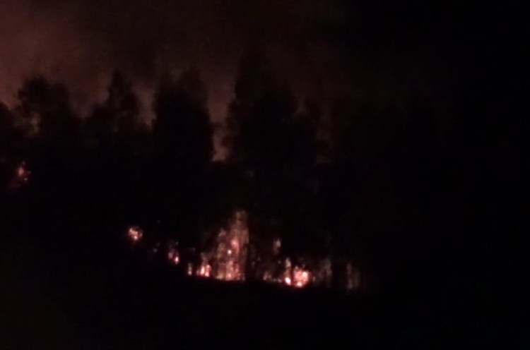 100 Hektare Hutan Gunung Lawu Wilayah Karanganyar Terbakar