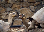 Kura-kura Berumur 100 Tahun Ini Pulang ke Habitat Aslinya Setelah Menjadi Ayah Bagi 2.000 Spesies Galapagos