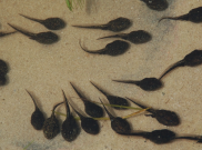 Ilmuwan Ungkap Fakta Baru: Sperma tidak Berenang