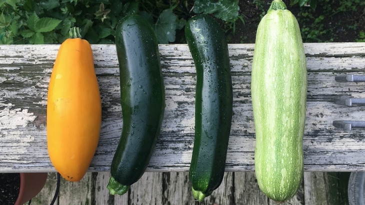 Zucchini, Sayuran yang Penuh Manfaat